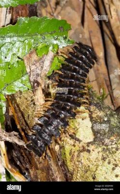  Polydesmidae Olan Çok Bacaklı Dostlarımızın Gizemli Dünyasına Dalış Yapıyoruz!