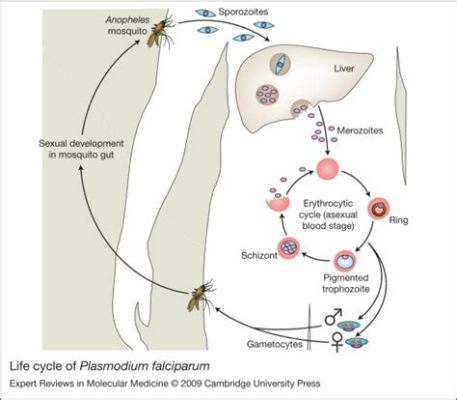  Falciparum! An Ancient Scourge Hiding Within Our Bloodstreams