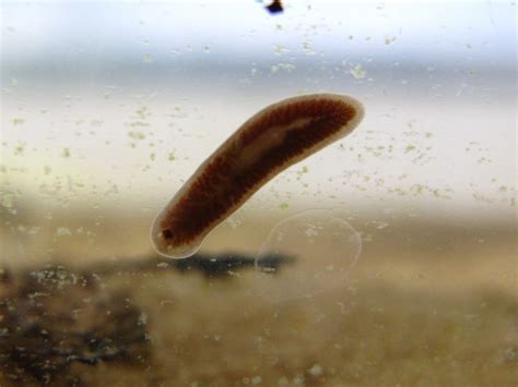 Jian Flatworm: A Master of Regeneration That Thrives in Freshwater Environments!