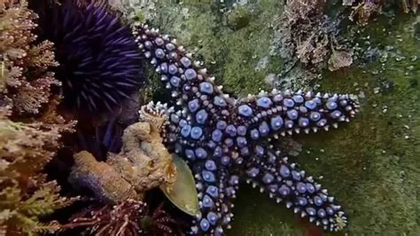  Knobby Sea Star:  A Marvel of the Ocean Depths That Lives and Eats Upside Down!