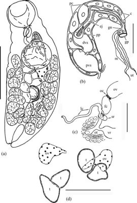  Allocreadium!  An Extraordinary Trematode with a Parasitizing Lifestyle