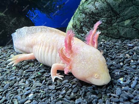 Axolotl: Bir Deniz Memeli Gibi Su Altında Yüzmeyi Tercih Ederken, Karada İki Bacak Üzerinde Zıplamayı Öğrenebilir mi?