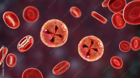  Babesia! Gizli Bir Parazitin İçinde Kaybolun: Kan Hücrelerini Sömüren Küçük Canlı