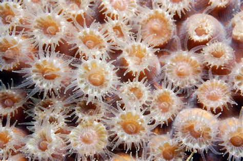 Carnation Coral! This Vivid Polyp Colony Will Astonish You with Its Tentacle-Waving Underwater Dance!