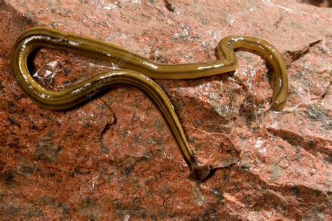  Free-Living Flatworm: An Underwater Acrobatic Wonder That Swims Through Life With Rhythmic Cilia Movements