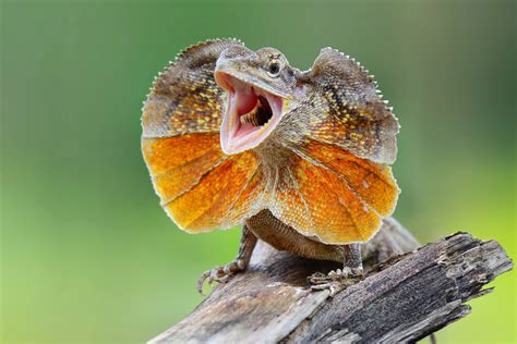  Frilled Lizard - Bu Sırtı Değiştirebilen Kertenkele Nasıl Hayatta Kalıyor?