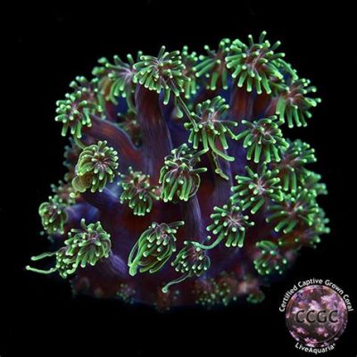  Galaxea! An Underrated Jewel of the Coral Reef With Mesmerizing Polyp Structures