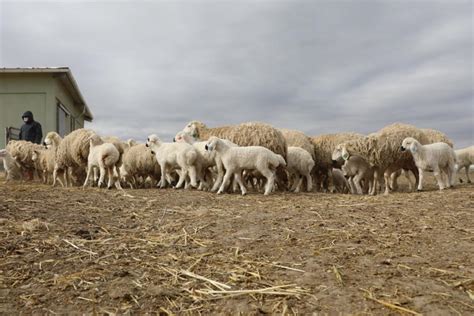  Koyun Her Yerde Bulunan Dost canlısı Hayvanlar Olarak Bilinen Koyunların Dünyasına Bir Yolculuk!