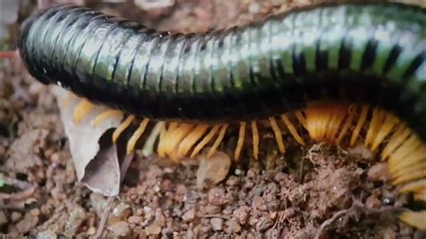  Millipedes: Exploring the Enigmatic World of Many Legs