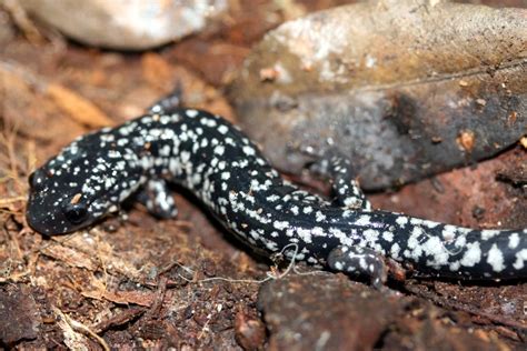  Newt: Can This Slimy Salamander Truly Disguise Itself as a Rock?