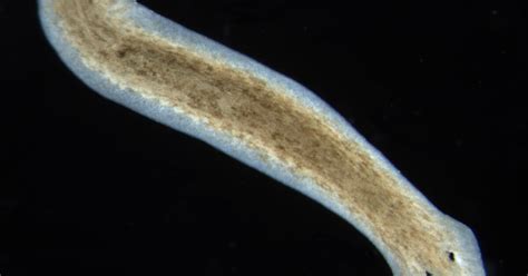  Quirlia: This Flatworm With An Appetite For Dirt Can Teach Us About Regeneration!