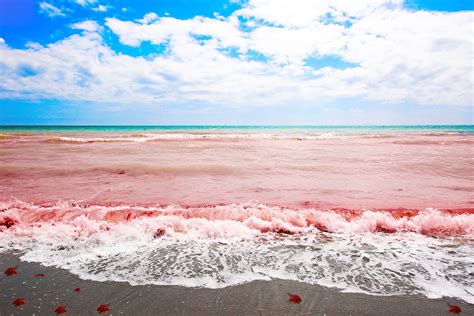  Red Tide: Can You Believe This Stunning Colony Lives in The Ocean?