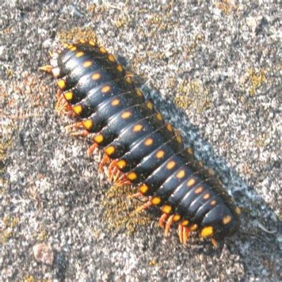  Short-Tailed Millipede:  Discover the Secrets of this Slow-Moving, Many-Legged Marvel!