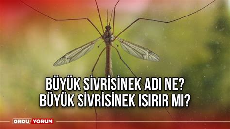  Sıkınsınlar! Küçük Bir Hayvanın Büyük Macerası: Sivrisinek