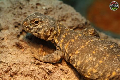   Uromastyx Bu gizemli sürüngenin güneşlenmeyi sevdiği ve sert kayalıklara kolayca tırmanabildiği bilinen bir gerçek mi?