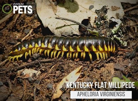  Velivolgi: A Millipede Maestro That Wiggles Through Life With Unforgettable Rhythm!