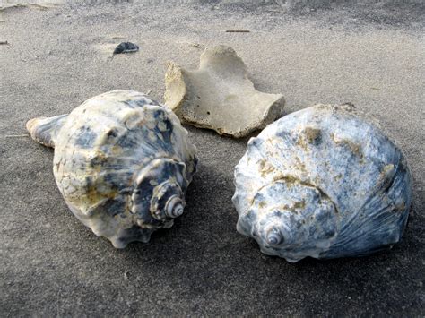  Whelk: Bu Sürüngen Deniz Canavarını Keşfedin ve Gizli Dünyasına Dalın!