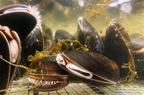  Yellow Mussel: Can This Filter-Feeding Phenomenon With Its Two Shells Solve Earth's Pollution Problems?