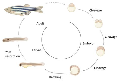  Zebrafish Bir Sporozoanın Hayatı ve Gizemleri: Parlak Çizgili Biyolojik Bir Şaheser!